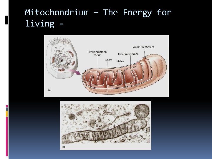 Mitochondrium – The Energy for living - 
