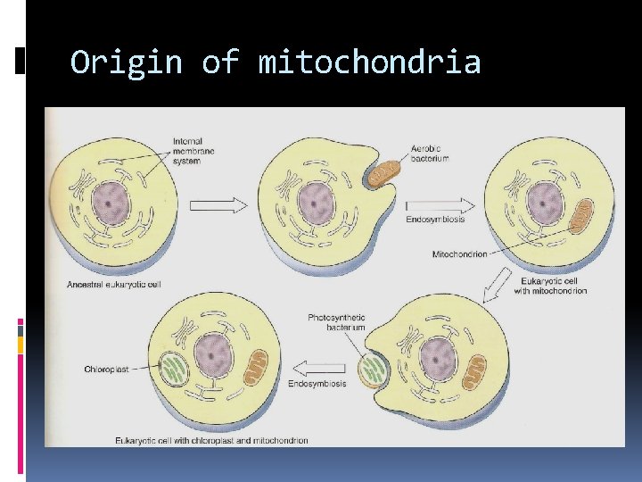 Origin of mitochondria 