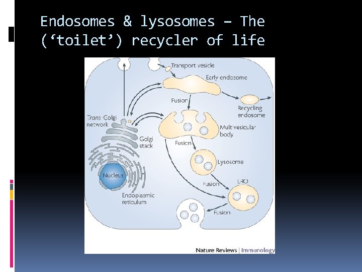 Endosomes & lysosomes – The (‘toilet’) recycler of life 