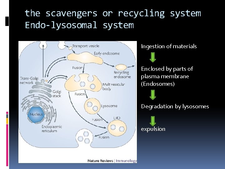 the scavengers or recycling system Endo-lysosomal system Ingestion of materials Enclosed by parts of