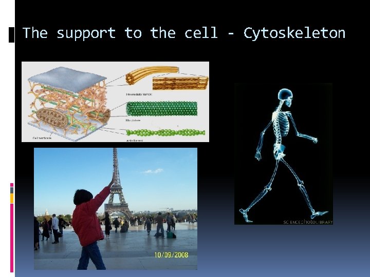 The support to the cell - Cytoskeleton 