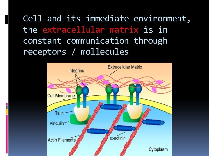 Cell and its immediate environment, the extracellular matrix is in constant communication through receptors