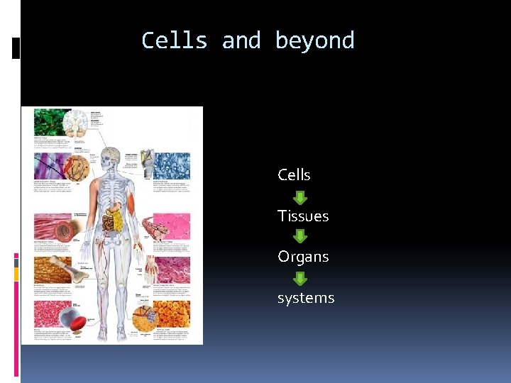 Cells and beyond Cells Tissues Organs systems 