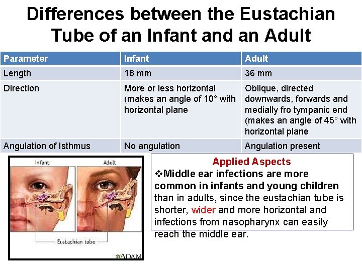 Differences between the Eustachian Tube of an Infant and an Adult Parameter Infant Adult