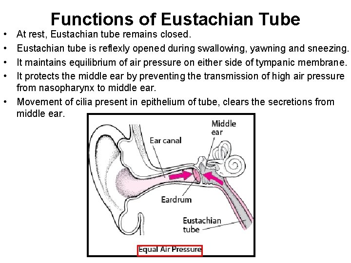  • • Functions of Eustachian Tube At rest, Eustachian tube remains closed. Eustachian