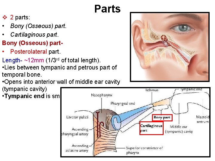 Parts v 2 parts: • Bony (Osseous) part. • Cartilaginous part. Bony (Osseous) part