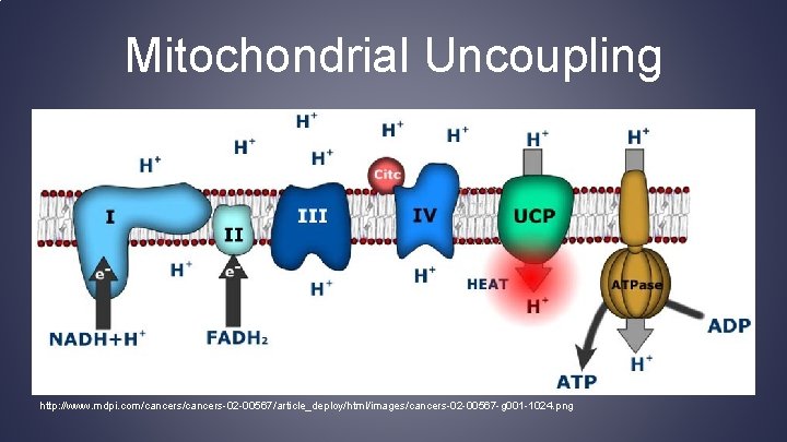 Mitochondrial Uncoupling http: //www. mdpi. com/cancers-02 -00567/article_deploy/html/images/cancers-02 -00567 -g 001 -1024. png 