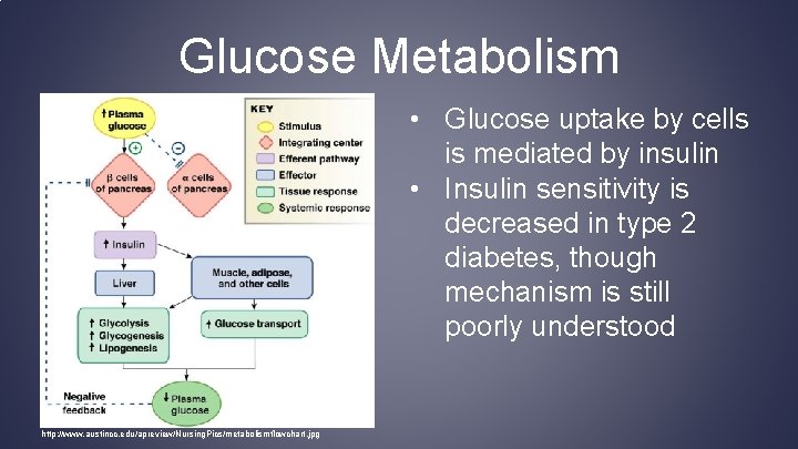 Glucose Metabolism • Glucose uptake by cells is mediated by insulin • Insulin sensitivity