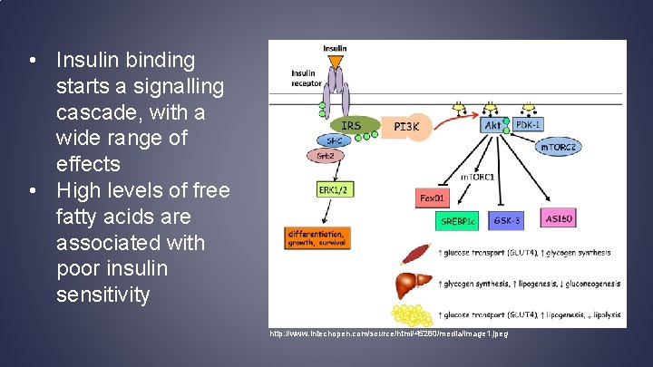  • Insulin binding starts a signalling cascade, with a wide range of effects