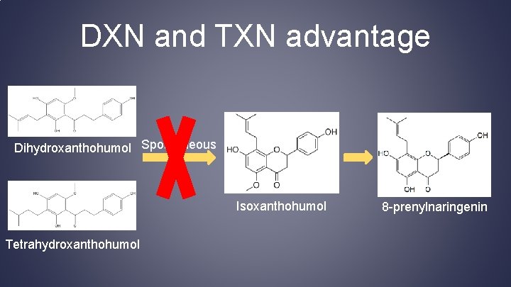 DXN and TXN advantage Dihydroxanthohumol Spontaneous Isoxanthohumol Tetrahydroxanthohumol 8 -prenylnaringenin 