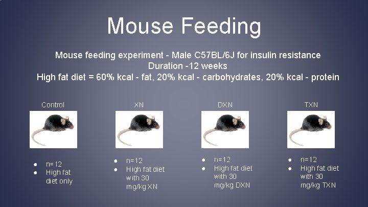 Mouse Feeding Mouse feeding experiment - Male C 57 BL/6 J for insulin resistance