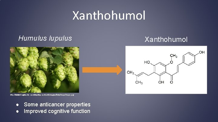 Xanthohumol Humulus lupulus http: //www. kegworks. com/wp/wp-content/images/kwc/hops. jpg ● Some anticancer properties ● Improved