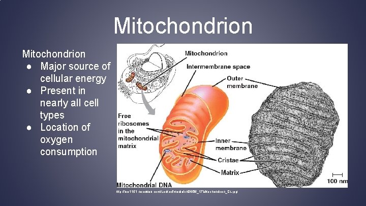 Mitochondrion ● Major source of cellular energy ● Present in nearly all cell types