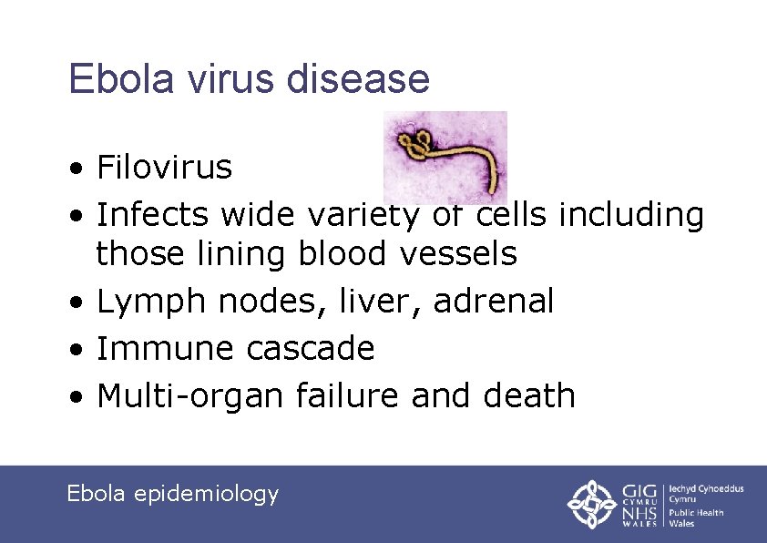 Ebola virus disease • Filovirus • Infects wide variety of cells including those lining
