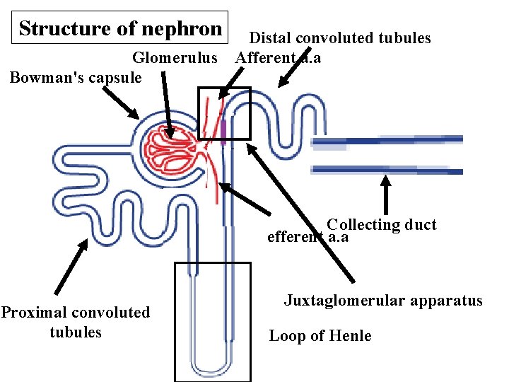 Structure of nephron Glomerulus Bowman's capsule Distal convoluted tubules Afferent a. a Collecting duct