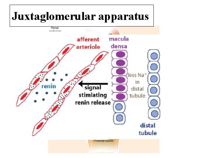 Juxtaglomerular apparatus 