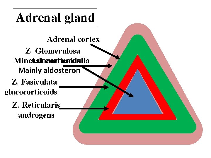 Adrenal gland Adrenal cortex Z. Glomerulosa Mineralocorticoids Adrenal medulla Mainly aldosteron Z. Fasiculata glucocorticoids