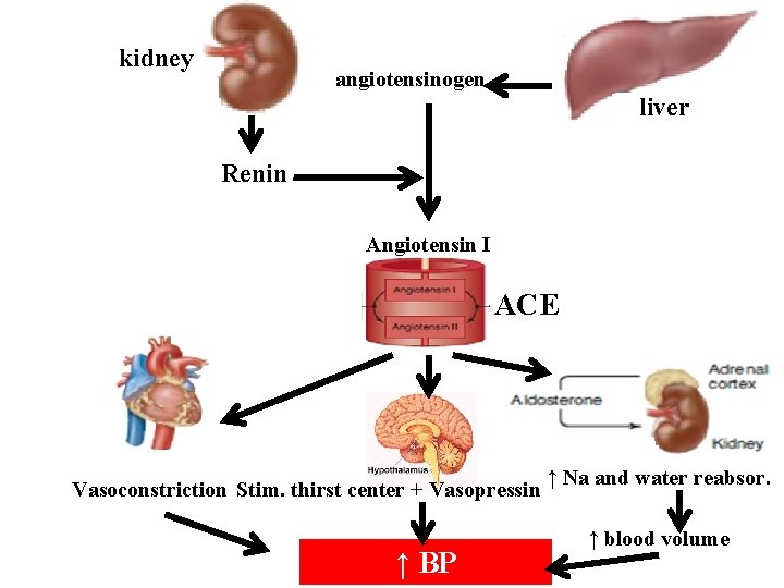 kidney angiotensinogen liver Renin Angiotensin I ACE Vasoconstriction Stim. thirst center + Vasopressin ↑