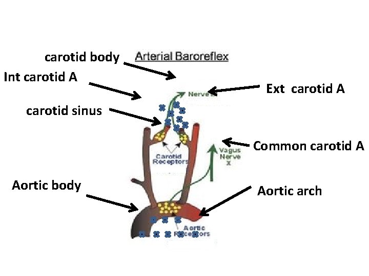 carotid body Int carotid A Ext carotid A carotid sinus Common carotid A Aortic