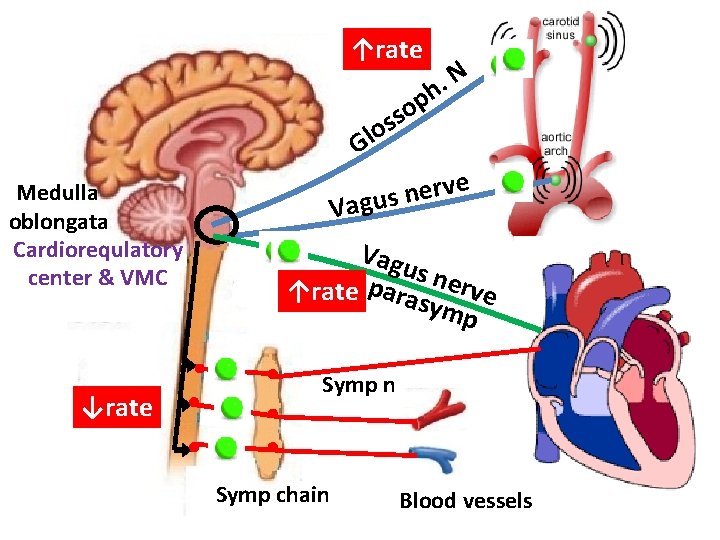 ↑rate p o ss N. h o Gl Medulla oblongata Cardiorequlatory center & VMC