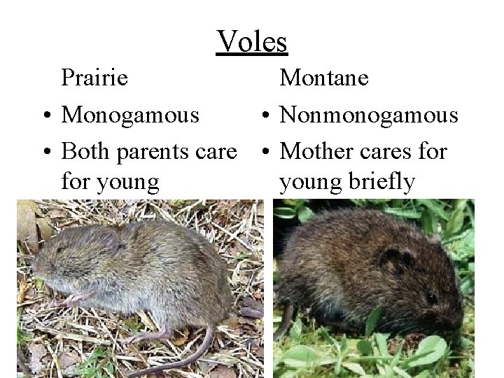 Voles Prairie Montane • Monogamous • Nonmonogamous • Both parents care • Mother cares
