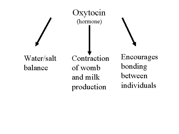 Oxytocin (hormone) Water/salt balance Contraction of womb and milk production Encourages bonding between individuals