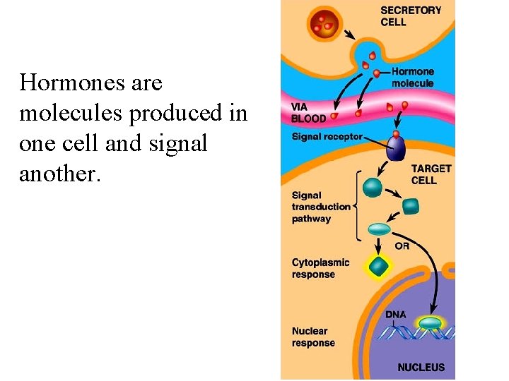 Hormones are molecules produced in one cell and signal another. 