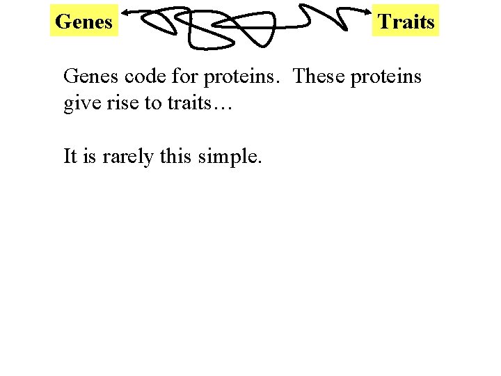 Genes Traits Genes code for proteins. These proteins give rise to traits… It is