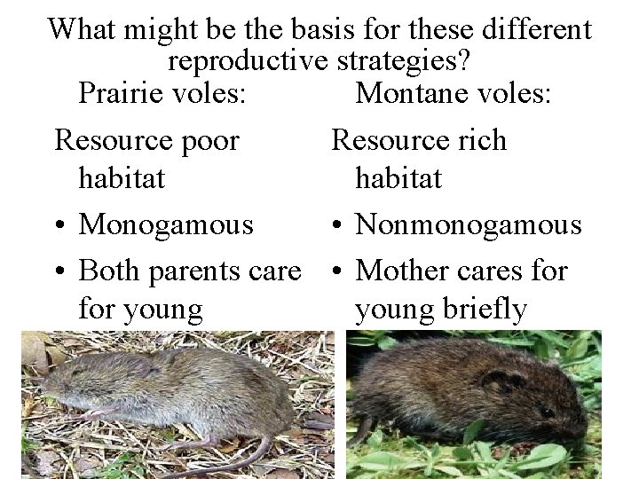 What might be the basis for these different reproductive strategies? Prairie voles: Montane voles: