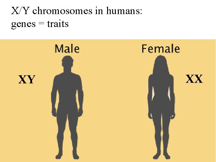 X/Y chromosomes in humans: genes = traits XY XX 