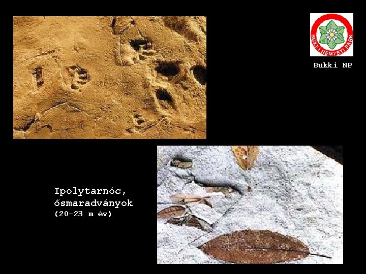 Bükki NP Ipolytarnóc, ősmaradványok (20 -23 m év) 