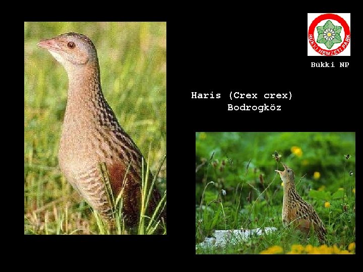 Bükki NP Haris (Crex crex) Bodrogköz 