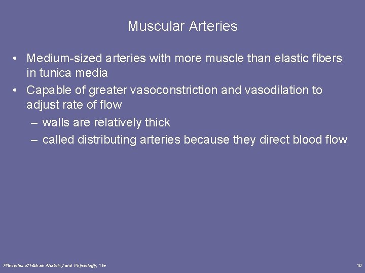 Muscular Arteries • Medium-sized arteries with more muscle than elastic fibers in tunica media Muscular Arteries • Medium-sized arteries with more muscle than elastic fibers in tunica media