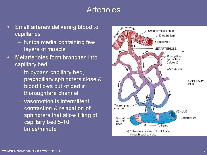 Arterioles • Small arteries delivering blood to capillaries – tunica media containing few layers Arterioles • Small arteries delivering blood to capillaries – tunica media containing few layers