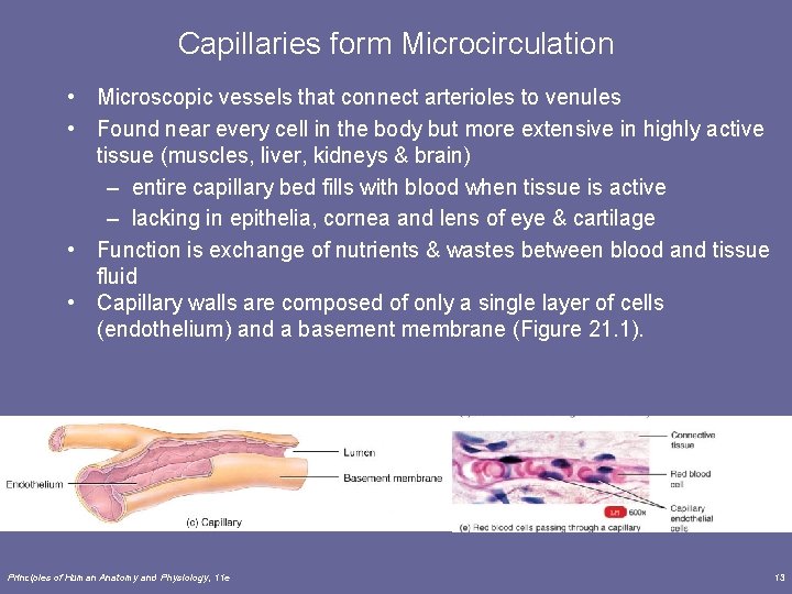 Capillaries form Microcirculation • Microscopic vessels that connect arterioles to venules • Found near Capillaries form Microcirculation • Microscopic vessels that connect arterioles to venules • Found near
