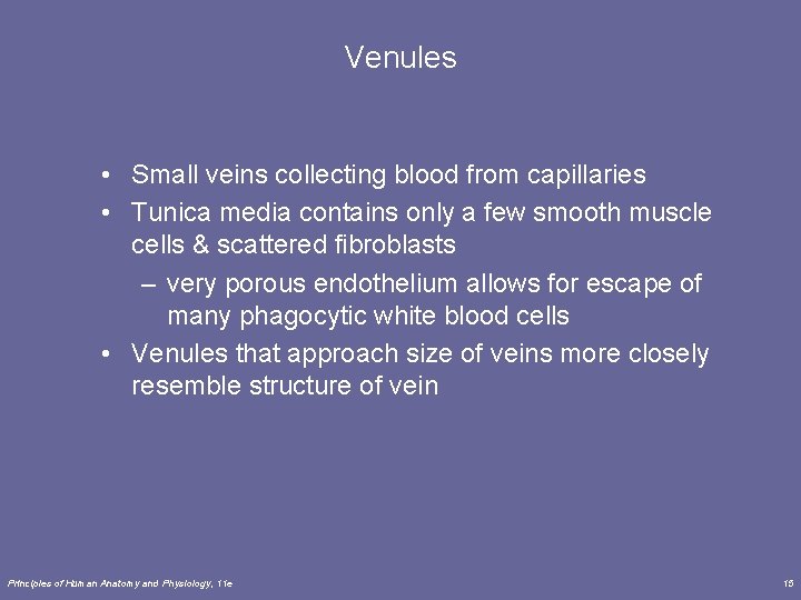 Venules • Small veins collecting blood from capillaries • Tunica media contains only a Venules • Small veins collecting blood from capillaries • Tunica media contains only a