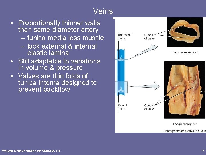 Veins • Proportionally thinner walls than same diameter artery – tunica media less muscle Veins • Proportionally thinner walls than same diameter artery – tunica media less muscle