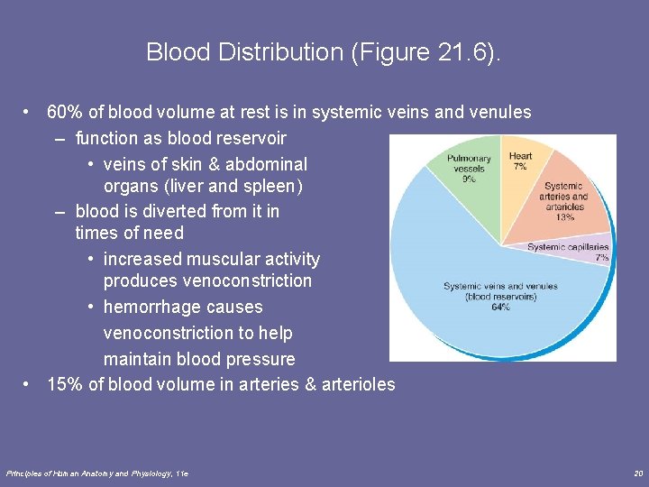 Blood Distribution (Figure 21. 6). • 60% of blood volume at rest is in Blood Distribution (Figure 21. 6). • 60% of blood volume at rest is in