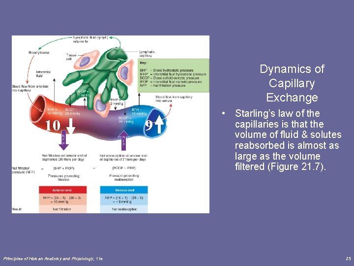 Dynamics of Capillary Exchange 10 Principles of Human Anatomy and Physiology, 11 e 9 Dynamics of Capillary Exchange 10 Principles of Human Anatomy and Physiology, 11 e 9