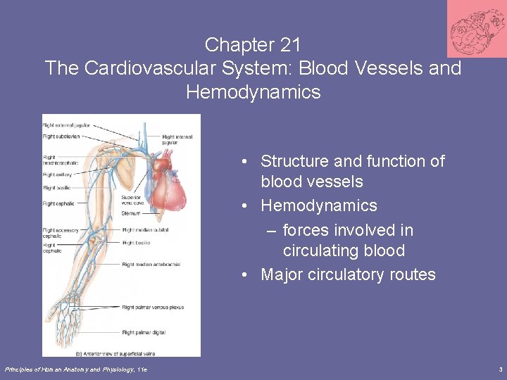 Chapter 21 The Cardiovascular System: Blood Vessels and Hemodynamics • Structure and function of Chapter 21 The Cardiovascular System: Blood Vessels and Hemodynamics • Structure and function of