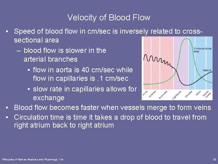 Velocity of Blood Flow • Speed of blood flow in cm/sec is inversely related Velocity of Blood Flow • Speed of blood flow in cm/sec is inversely related
