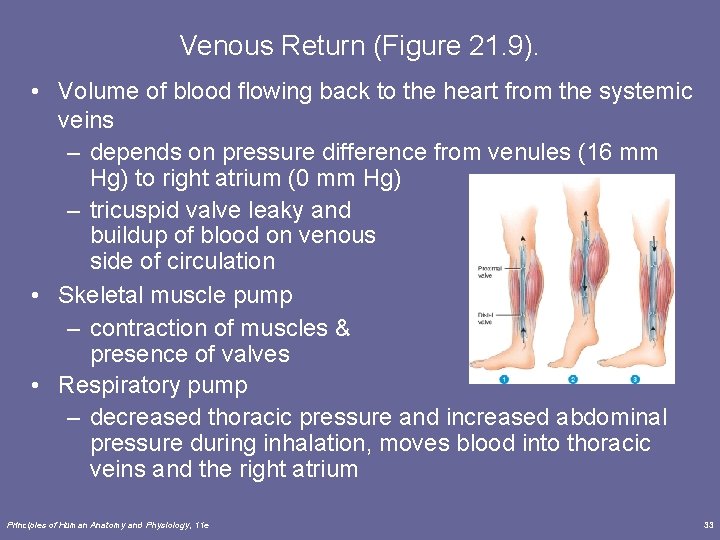 Venous Return (Figure 21. 9). • Volume of blood flowing back to the heart Venous Return (Figure 21. 9). • Volume of blood flowing back to the heart
