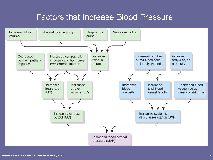 Factors that Increase Blood Pressure Principles of Human Anatomy and Physiology, 11 e 36 Factors that Increase Blood Pressure Principles of Human Anatomy and Physiology, 11 e 36