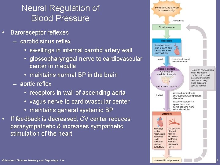 Neural Regulation of Blood Pressure • Baroreceptor reflexes – carotid sinus reflex • swellings Neural Regulation of Blood Pressure • Baroreceptor reflexes – carotid sinus reflex • swellings