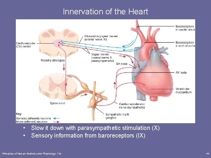 Innervation of the Heart • Speed up the heart with sympathetic stimulation • Slow Innervation of the Heart • Speed up the heart with sympathetic stimulation • Slow