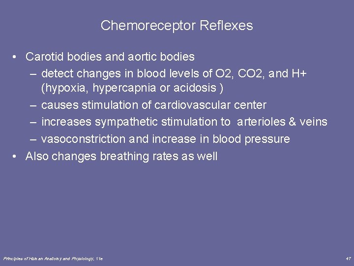 Chemoreceptor Reflexes • Carotid bodies and aortic bodies – detect changes in blood levels Chemoreceptor Reflexes • Carotid bodies and aortic bodies – detect changes in blood levels