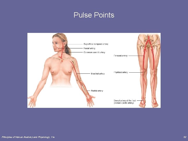 Pulse Points Principles of Human Anatomy and Physiology, 11 e 52 Pulse Points Principles of Human Anatomy and Physiology, 11 e 52