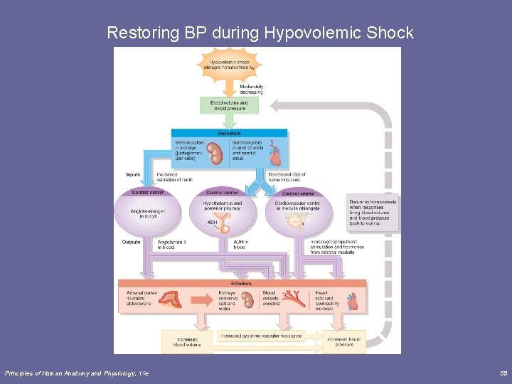 Restoring BP during Hypovolemic Shock Principles of Human Anatomy and Physiology, 11 e 59 Restoring BP during Hypovolemic Shock Principles of Human Anatomy and Physiology, 11 e 59