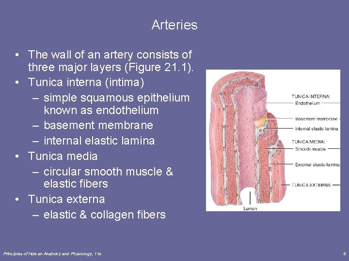 Arteries • The wall of an artery consists of three major layers (Figure 21. Arteries • The wall of an artery consists of three major layers (Figure 21.