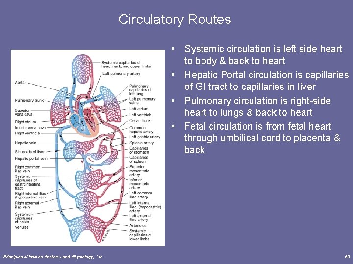 Circulatory Routes • Systemic circulation is left side heart to body & back to Circulatory Routes • Systemic circulation is left side heart to body & back to